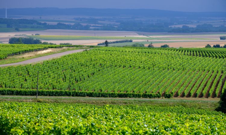 What Is Chablis Wine?