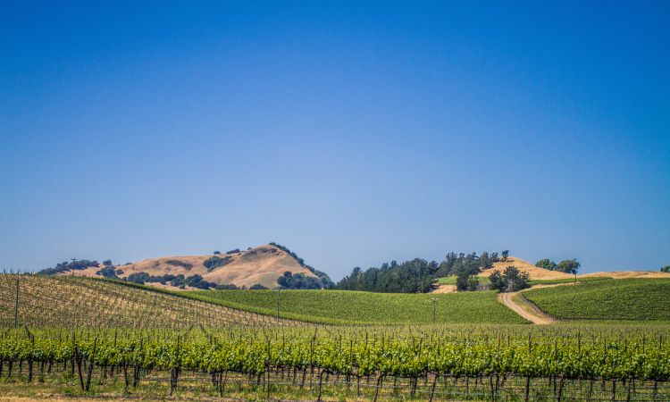 Chablis vs Napa Chardonnay: What’s the Difference?