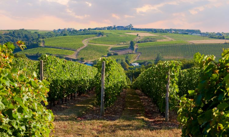 Reims vs Épernay: Where to go?