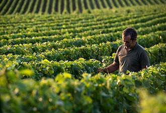 Champagne Vineyards & Cellars Day Trip