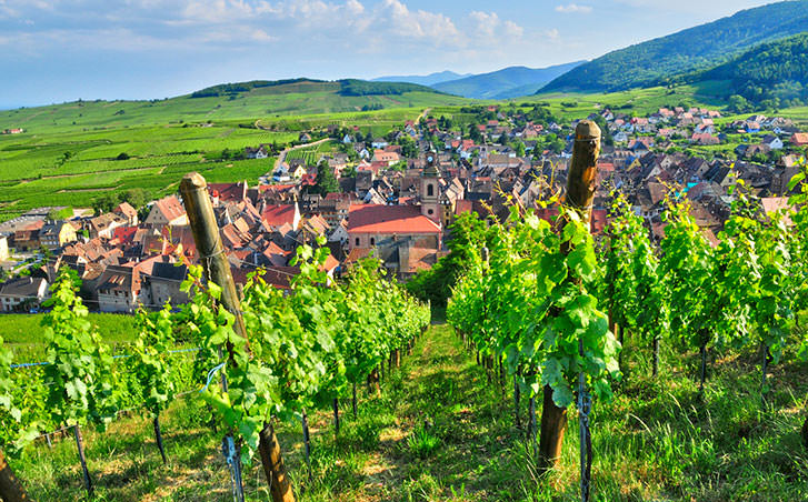 Champagne Vineyards in the French Countryside