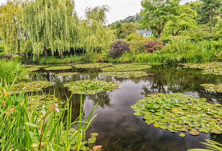 The water lilies