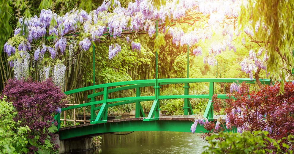Monet’s Water Lilies